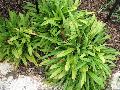 Plantain Leafed Sedge / Carex plantaginea  
